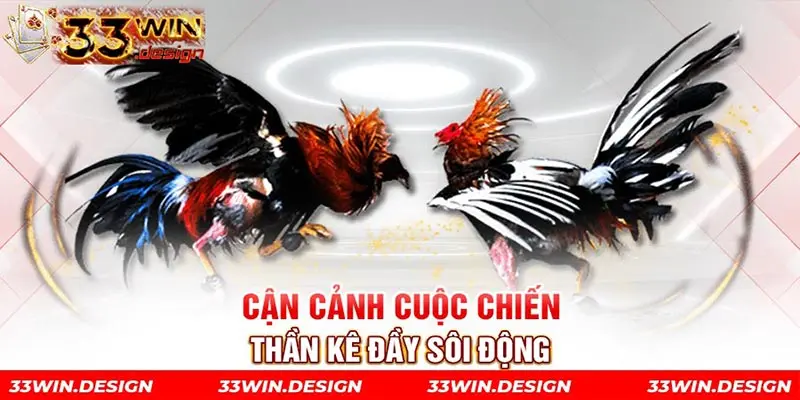 Cận cảnh cuộc chiến thần kê đầy sôi động