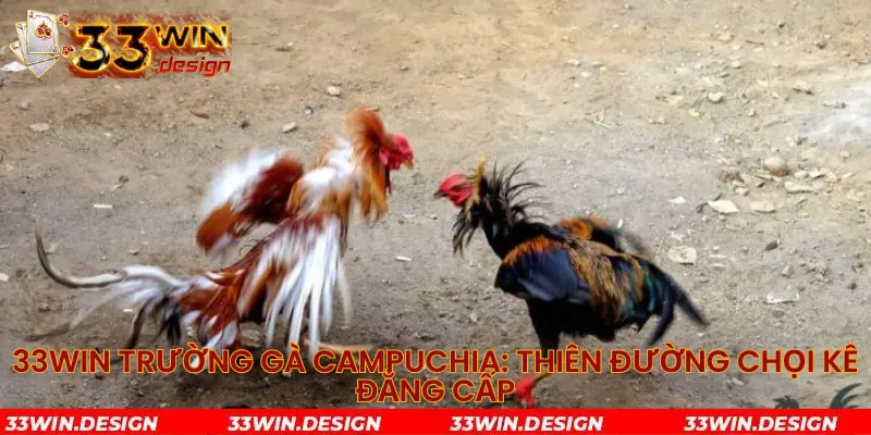33WIN Trường Gà Campuchia: Thiên Đường Chọi Kê Đẳng Cấp