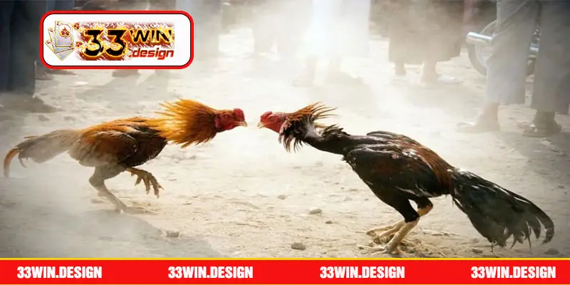 Đá Gà Thomo Hàng Ngày - Giải Trí Tuyệt Đỉnh Tại 33win